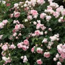 Роза шраб Синдерелла № 2