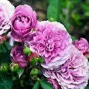 Роза спрей Лавендер Кристалл № 2