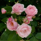 Роза плетистая многоцветковая Бийе Ду № 2