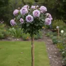 Роза штамбовая Индиголетта № 4