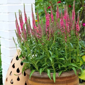 Вероника колосковая для дома и балкона Роза Цверг