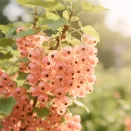 Смородина розовая Мускат розовый № 1