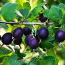 Крыжовник с мягкими шипами Орленок № 2