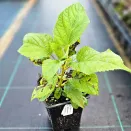 Гортензия древовидная Анабель № 3