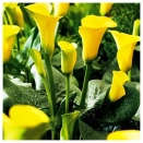 Калла Саншайн № 4