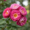 Роза канадская плетистая Феликс Леклерк № 3