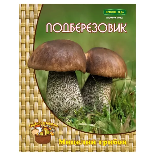 Подберезовик Поиск