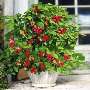 Подарок - Малина карликовая Бонбонберри Ямми