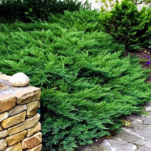 Можжевельник казацкий Тамарисцифолия