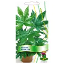 Фатсия японская Поиск № 1