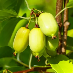 Актинидия самоплодная Доктор Шимановский