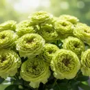 Роза чайно-гибридная премиум Дениз № 1