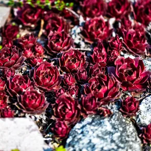 Молодило Отелло