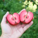 Яблоня красномясая Джеромини № 2