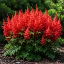 Астильба японская ароматная Монтгомери № 1