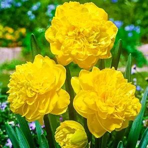 Нарцисс махровый Истертайд