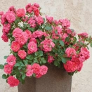 Роза почвопокровная с непрерывным цветением Корал Дрифт № 2