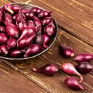 Лук-севок Кармен № 1