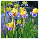 Ирис германский Эдит Волфорд № 2