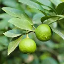 Лайм комнатный неприхотливый Мексиканский № 3