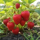 Земляника ремонтантная (крупноплодная) изысканного вкуса Амандин, 5 саж. № 3