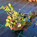 Очиток (седум) гибридный Санспарклер Файеркрекер № 4