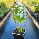 Вероника колосковая Перпл Эксплоужн № 2