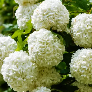 Калина обыкновенная Розеум (Бульденеж розовая)