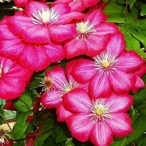 Клематис Виль де Лион