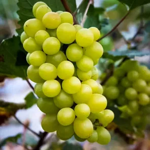 Виноград со вкусом сахарной ваты Коттон Кэнди