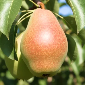 Груша для сложного климата Киргизская