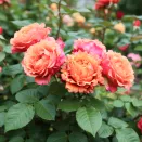 Роза флорибунда хамелеон Изи Даз Ит № 3