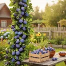 Слива колоновидная Империал № 1