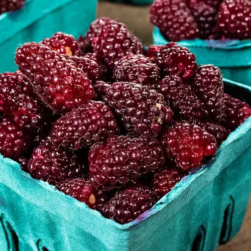 Ежемалина-гигант Техас