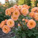 Роза почвопокровная Эйфория № 2