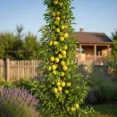 Сливово-вишневый гибрид Пирамидальный № 1