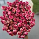 Роза спрей пионовидная Ай Опенер № 1