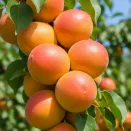 Абрикос колоновидный болезнеустойчивый Первайс № 1