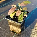 Красивоплодник Бодиньера Профьюжн № 3