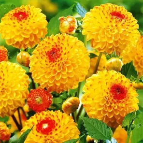 Георгина шаровидная Санни Бой