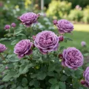 Роза флорибунда георгиновидная Юме Мурасаки № 2