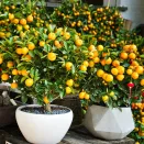 Мандарин комнатный без косточек Уншиу № 2