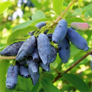 Жимолость Сластена