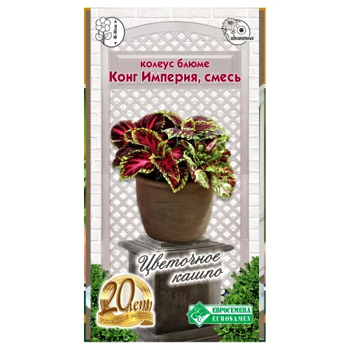 Колеус Блюме Конг Империя, cмесь сортов Евросемена