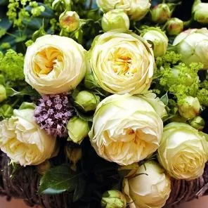 Роза чайно-гибридная Вайт Пиано