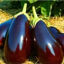 Баклажан Царская икра Евросемена № 3