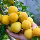 Слива низкорослая для севера Белоснежка № 1