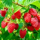 Малина ремонтантная (сверхранняя) Конек-горбунок № 1