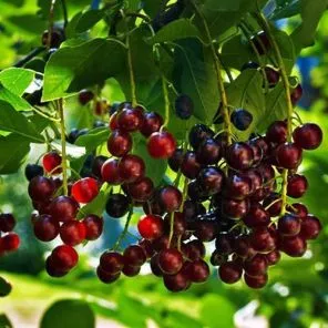 Падоцерус (гибрид черемухи, вишни) Жар-Птица