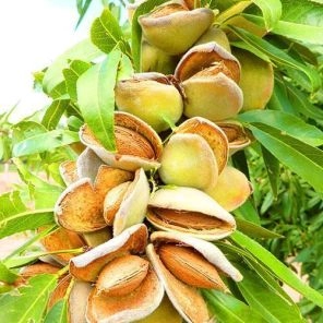 Миндаль Десертный